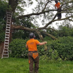 Emergency Tree Work Greater Manchester