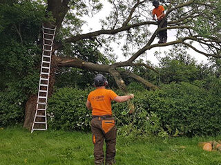 Emergency Tree Work Greater Manchester