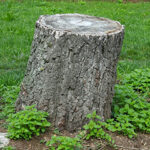 Stump Grinding & Removal Greater Manchester