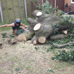 Tree Felling Greater Manchester