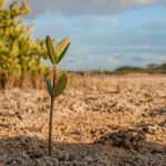 Tree Planting Greater Manchester