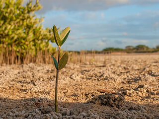 Tree Planting Greater Manchester