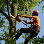 Tree Reductions Greater Manchester