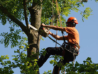 Tree Reductions Greater Manchester