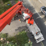 Tree Removal Contractor Greater Manchester