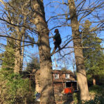 Tree Surgeon Company Greater Manchester