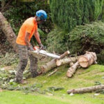 Tree Surgeons Greater Manchester