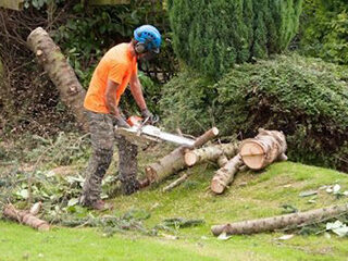 Tree Surgeons Greater Manchester
