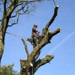 Tree Thinning Greater Manchester
