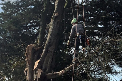 Tree Surgeon Middleton Local Arborist