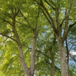 Crown reductions near me Greater Manchester