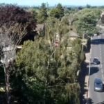 Tree cutting services Greater Manchester