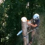 Tree pruning services near me Greater Manchester
