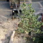 Tree reduction services near me Greater Manchester