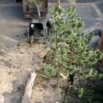 Tree reduction services near me Greater Manchester