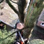 Tree removal services Greater Manchester